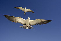 Sooty Tern (Onychoprion fuscatus) pair flying, Rocas Atoll, Brazil