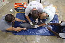 Antillean Manatee (Trichechus manatus manatus) young just rescued after stranding, getting a check-up from veterinarians, Brazil