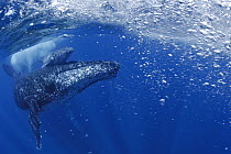Humpback Whale (Megaptera novaeangliae) mother and calf, southern Bahia, Brazil