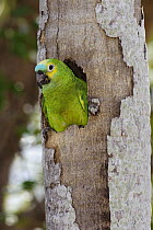 Blue-fronted Parrot (Amazona aestiva) emerging from nest cavity, southern Pantanal, Brazil