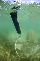 Antillean Manatee (Trichechus manatus manatus) with radio monitoring system in coastal shallow waters, Brazil