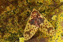 Footman Moth (Amaxia sp) camouflaged on decaying leaf, Mindo Cloud Forest, western slope of Andes, Ecuador