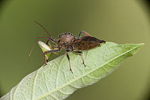 Cog-wheel Assasin Bug (Arilus carinatus) with prey, Mindo Cloud Forest, western slope of Andes, Ecuador