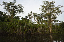 Flooded igapo forest, Cocaya River, eastern Amazon, Ecuador