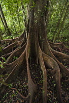 Buttress roots in rainforest, Cocaya River, eastern Amazon, Ecuador
