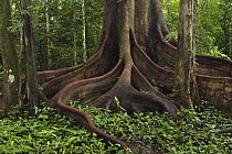 Buttress roots (Ficus sp.)in rainforest, Cocaya River, eastern Amazon, Ecuador