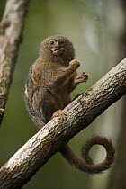 Pygmy Marmoset (Cebuella pygmaea) in rainforest, Cocaya River, eastern Amazon, Ecuador