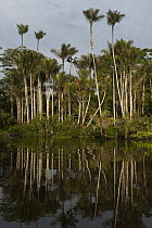 Bactris Palm (Bactris sp) group in flooded igapo forest, Cocaya River, eastern Amazon, Ecuador