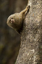 Pygmy Marmoset (Cebuella pygmaea) in rainforest, Cocaya River, eastern Amazon, Ecuador