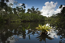 Bromeliad (Bromeliaceae) in flooded igapo forest, Cocaya River, eastern Amazon, Ecuador