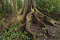 Buttress roots in rainforest, Cocaya River, eastern Amazon, Ecuador