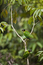 Orange-cheeked Parrot (Pionopsitta barrabandi) pair in rainforest, Cocaya River, eastern Amazon, Ecuador