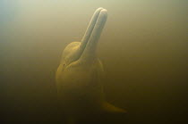 Amazon River Dolphin (Inia geoffrensis), Cocaya River, eastern Amazon, Ecuador