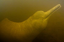 Amazon River Dolphin (Inia geoffrensis), Cocaya River, eastern Amazon, Ecuador