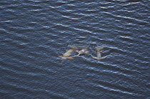 Amazon River Dolphin (Inia geoffrensis) trio swimming near surface, Cuyabeno Reserve, Amazon, Ecuador