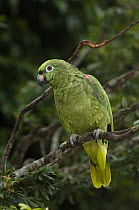 Yellow-crowned Parrot (Amazona ochrocephala) in rainforest, Amazon, Ecuador