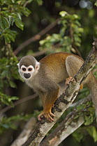 South American Squirrel Monkey (Saimiri sciureus) in rainforest, Amazon, Ecuador