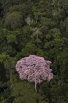 Rainforest canopy with emergent flowering tree in Yasuni National Park, Amazon, Ecuador