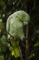 Mealy Parrot (Amazona farinosa) preening in rainforest, Amazon, Ecuador