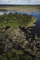 Trees growing in the lagoons of Cuyabeno Reserve, Ecuador