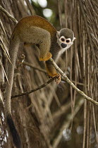 South American Squirrel Monkey (Saimiri sciureus) in tree, Amazon, Ecuador