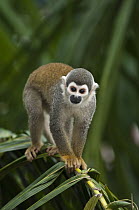 South American Squirrel Monkey (Saimiri sciureus) on branch, Amazon, Ecuador