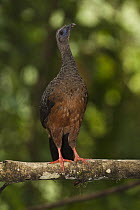 Sickle-winged Guan (Chamaepetes goudotii) in cloud forest, western slope of Andes, Ecuador