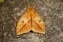 Moth (Automeris sp), Mindo Cloud Forest, western slope of Andes, Ecuador