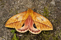 Moth (Automeris sp), Mindo Cloud Forest, western slope of Andes, Ecuador