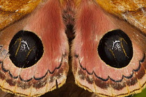 Moth (Automeris sp) wings with false-eye spots, Mindo Cloud Forest, western slope of Andes, Ecuador