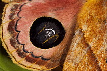 Moth (Automeris sp) wings with false-eye spot, Mindo Cloud Forest, western slope of Andes, Ecuador