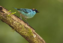 Golden-naped Tanager (Tangara ruficervix), Mindo Cloud Forest, western slope of Andes, Ecuador