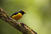 Orange-bellied Euphonia (Euphonia xanthogaster) male, Mindo Cloud Forest, western slope of Andes, Ecuador