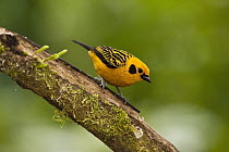 Golden Tanager (Tangara arthus), Mindo Cloud Forest, western slope of Andes, Ecuador