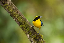 Blue-winged Mountain-tanager (Anisognathus somptuosus), Mindo Cloud Forest, western slope of Andes, Ecuador