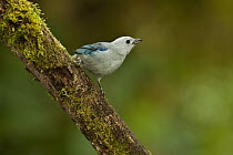 Blue-gray Tanager (Thraupis episcopus), Mindo Cloud Forest, western slope of Andes, Ecuador