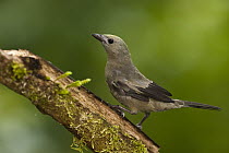 Palm Tanager (Thraupis palmarum), Mindo Cloud Forest, western slope of Andes, Ecuador