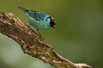 Golden-naped Tanager (Tangara ruficervix), Mindo Cloud Forest, western slope of Andes, Ecuador