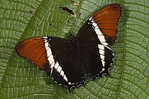 Butterfly (Caria lampeto), Mindo Cloud Forest, western slope of Andes, Ecuador