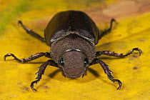Scarab Beetle (Anomala cuprea), Mindo Cloud Forest, western slope of Andes, Ecuador