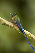 Violet-tailed Sylph (Aglaiocercus coelestis) male, Mindo Cloud Forest, western slope of Andes, Ecuador