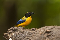 Black-chinned Mountain-tanager (Anisognathus notabilis), Mindo Cloud Forest, western slope of Andes, Ecuador