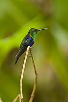 Green-crowned Woodnymph (Thalurania fannyi) hummingbird, Mindo Cloud Forest, western slope of Andes, Ecuador