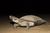South American River Turtle (Podocnemis expansa) after laying eggs, part of reintroduction to the wild program, Playita Beach, Orinoco River, Apure, Venezuela