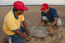 South American River Turtle (Podocnemis expansa) researchers taking biometric data, part of reintroduction to the wild program, Playita Beach, Orinoco River, Apure, Venezuela