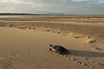 South American River Turtle (Podocnemis expansa) after laying eggs returning to river, part of reintroduction to the wild program, Playita Beach, Orinoco River, Apure, Venezuela