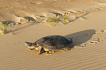 South American River Turtle (Podocnemis expansa) after laying eggs returning to river, part of reintroduction to the wild program, Playita Beach, Orinoco River, Apure, Venezuela