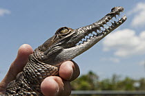 Orinoco Crocodile (Crocodylus intermedius) juvenile, part of reintroducing into the wild program, Puerto Ayacucho, Venezuela