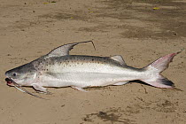 Catfish (Synodontis sp), Venezuela