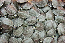 South American River Turtle (Podocnemis expansa) yearlings, part of reintroduction to the wild program, Orinoco River, Apure, Venezuela